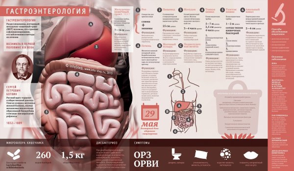 Кишечник инфографика
