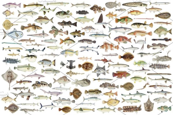 Плакат. Рыбы