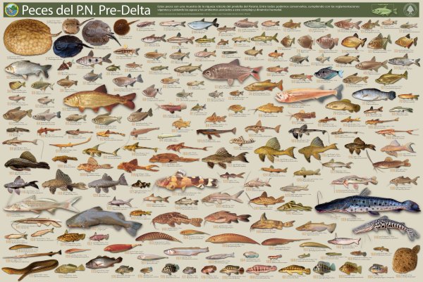 Морские рыбы плакат