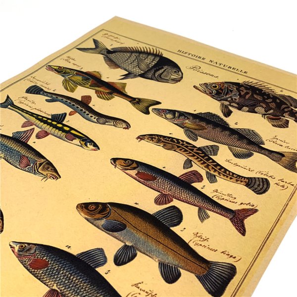 Плакат. Рыбы