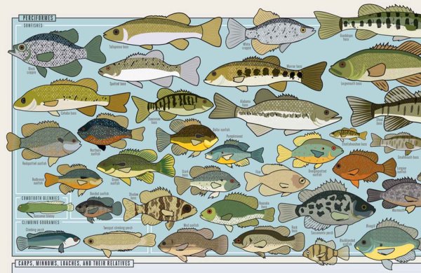 Пресноводные рыбы Америки