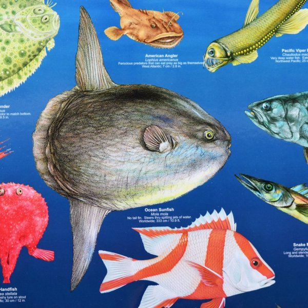 Плакат рыбы для детей