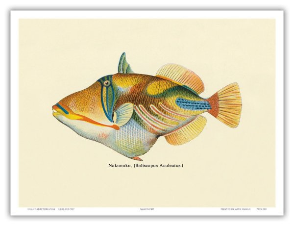 Постер с видами рыб