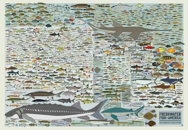 Плакат с видами рыб