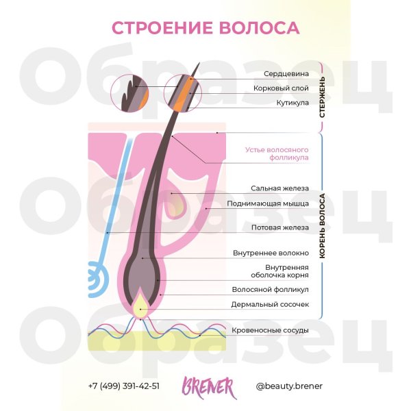 Строение волоса
