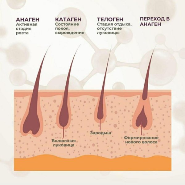 Стадии роста волос