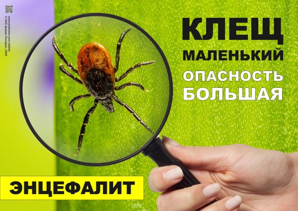 Клещи вредные для человека