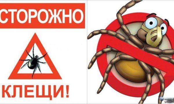 Осторожно клещи