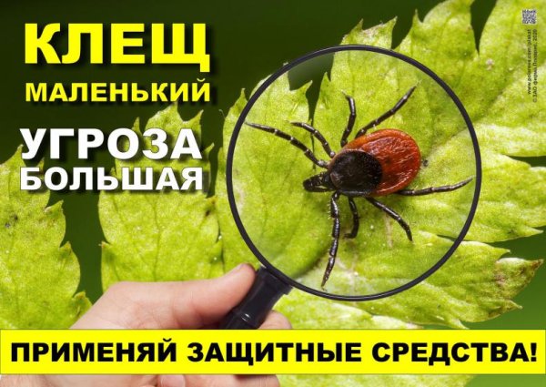 Клещи опасность