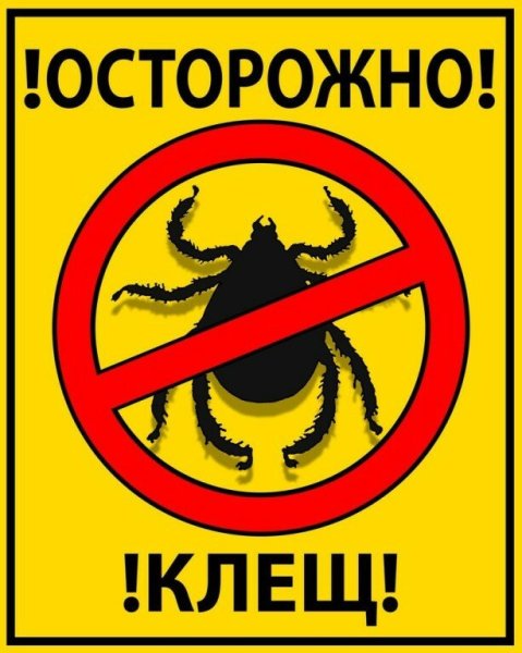 Осторожно Энцефалитный клещ