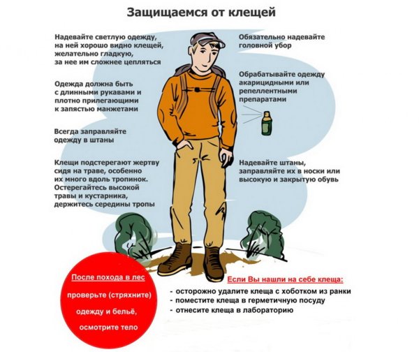 Профилактика клещевого энцефалита рисунок