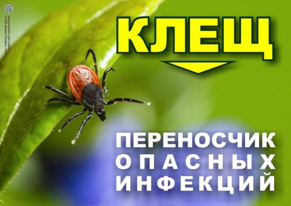 Клещевой энцефалит памятка для родителей