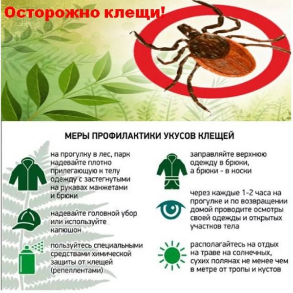 Осторожно клещи