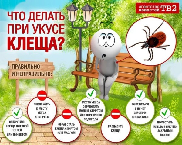 Предотвращение укусов клещей