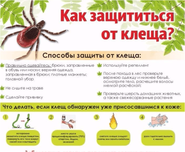 Памятка осторожно клещевой энцефалит