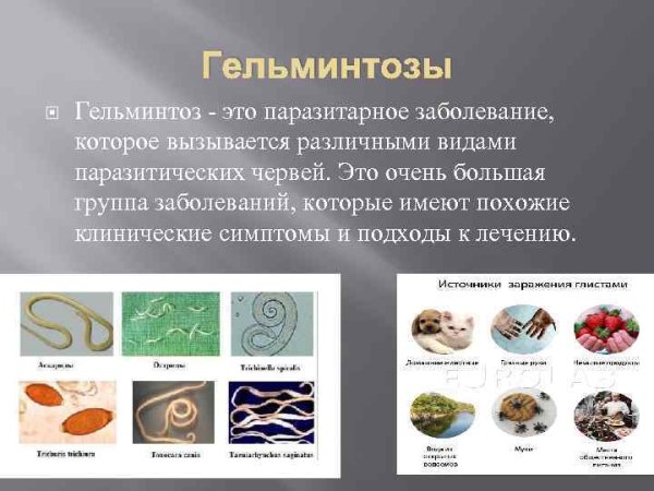 Глистные заболевания гельминтозы профилактика