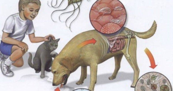 Профилактика гельминтозов