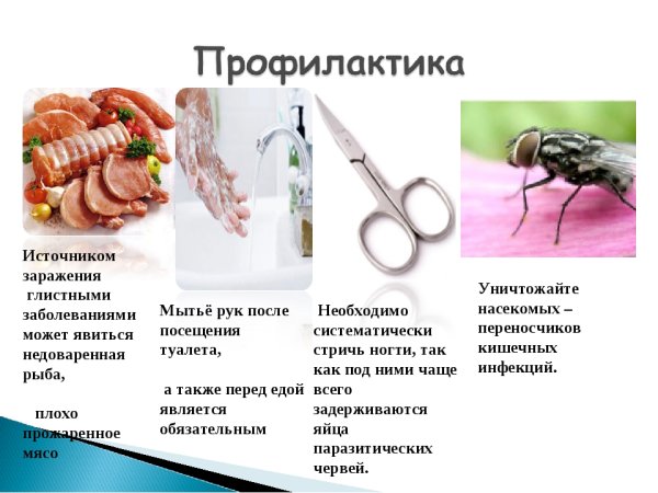 Меры профилактики глистных болезней