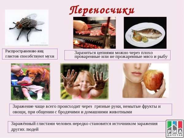 Возбудители протозойных кишечных инвазий лямблиоз