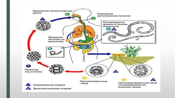 Круглые черви нематоды паразиты