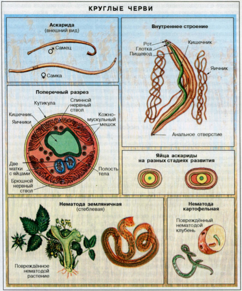 Методы профилактики аскариды человеческой