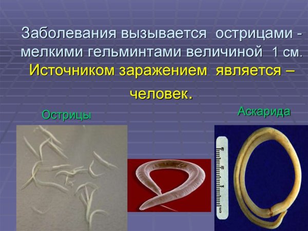 Гельминтозы инфекционные болезни гельминты