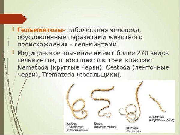 Типы круглых червей нематоды