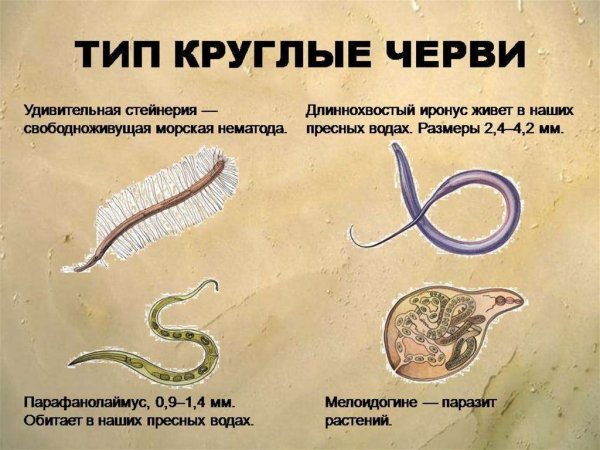 Характерные клинические проявления аскаридоза