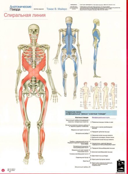 Анатомические поезда Томас Майерс латеральная линия
