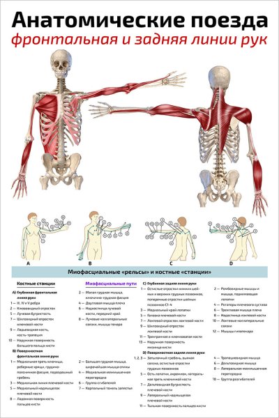 Плакаты Томаса Майерса анатомические поезда