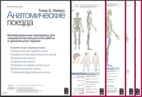 Анатомические поезда Томас Майерс