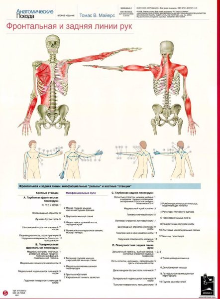 Анатомические поезда Томаса Майерса