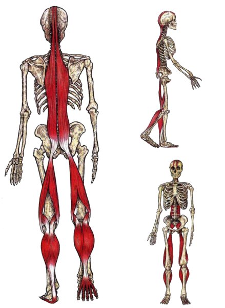 Анатомические поезда Томас Майерс