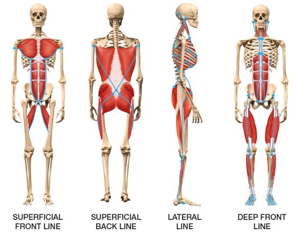 Анатомические поезда Томас Майерс
