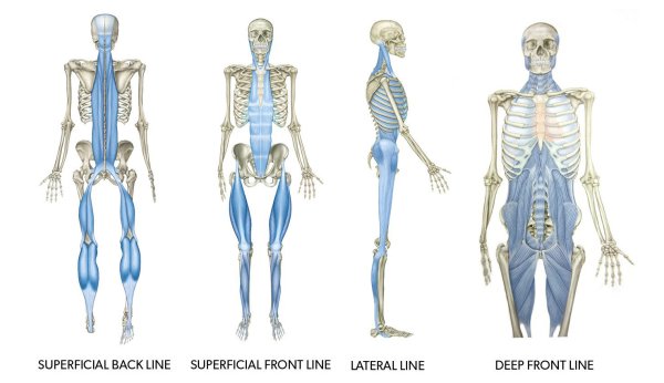 Глубинная фронтальная линия Майерс