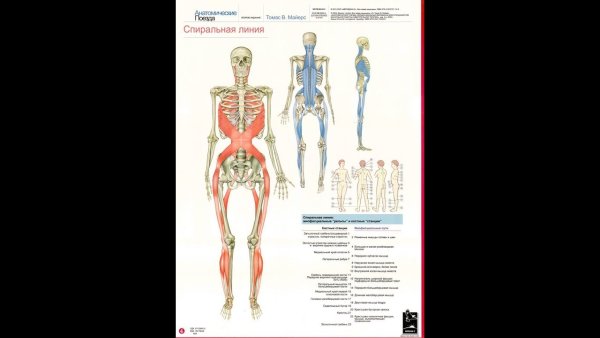 Глубинная миофасциальная линия Томас Майерс