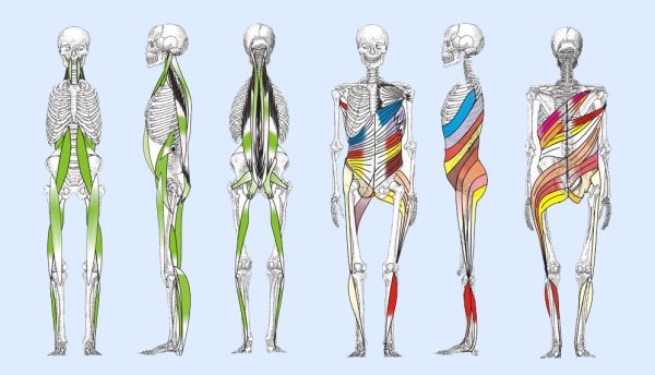 Анатомические поезда миофасциальные меридианы Томас Майерс