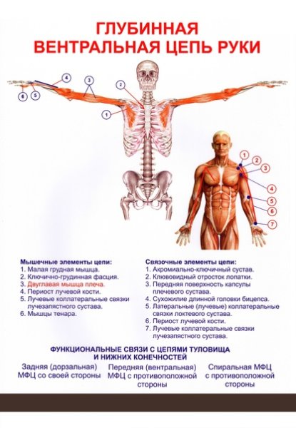 Передняя миофасциальная цепь