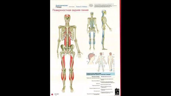 Анатомические поезда Томас Майерс задняя линия