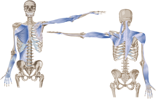 Анатомические поезда Томас Майерс