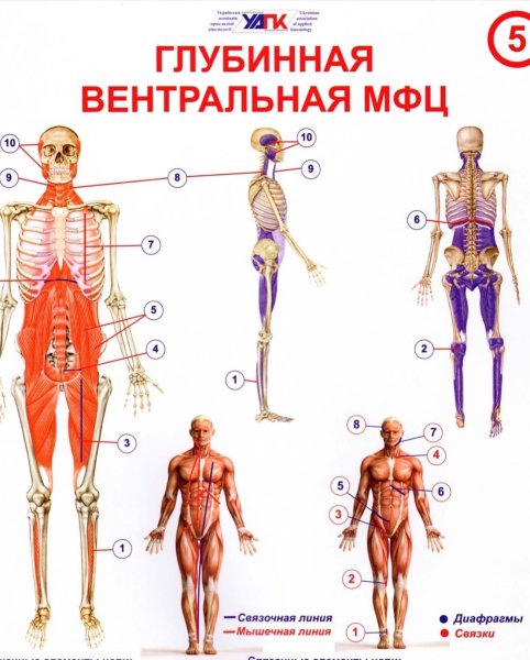Мышечные элементы цепи