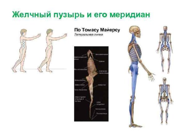 Томас Майерс линии