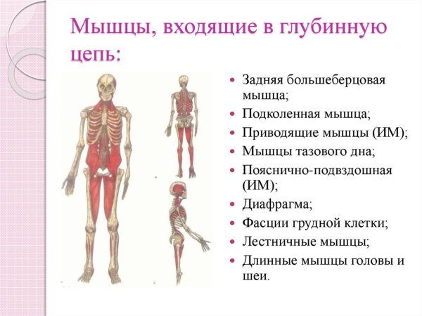 Глубинная мышечная фасциальная цепь