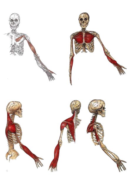 Анатомические поезда миофасциальные меридианы Томас Майерс