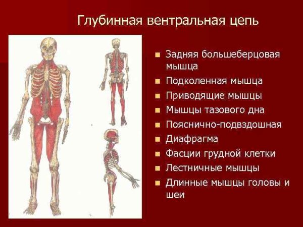 Поверхностная вентральная цепь