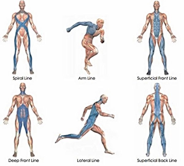 Фасции мышечные поезда
