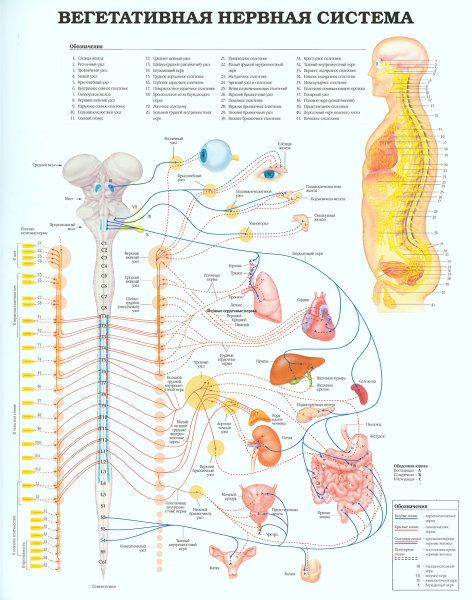 Вегетативная нервная система плакат