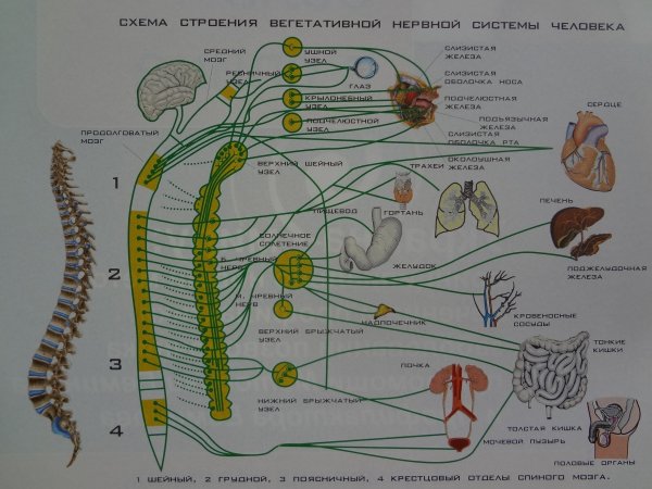 Вегетативная нервная система плакат