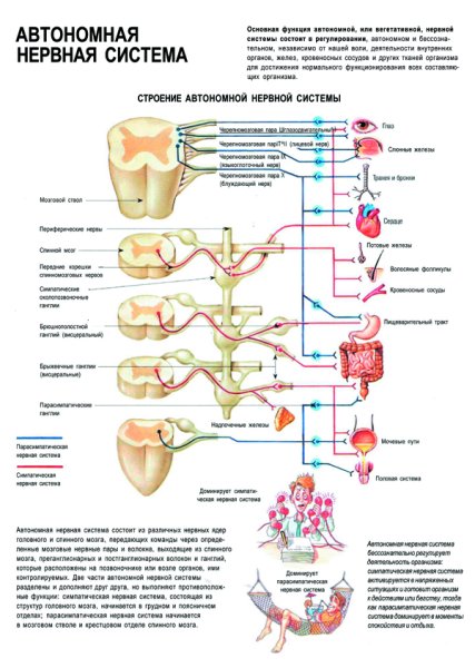 Структура нервной системы схема