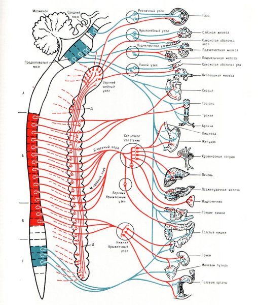 Вегетативная нервная система иннервирует органы